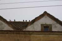 Ιερός Ναός Παναγίας Γαλακτοτροφούσας (Παλαικύθρου)