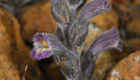 Orobanche_Chionistra_CSC_1224